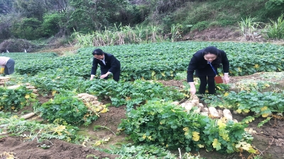 2020年疫情期間，廣東堅(jiān)基集團(tuán)解菜農(nóng)滯銷(xiāo)之急